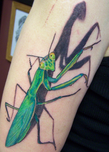 Color tattoos Tattoos mantis